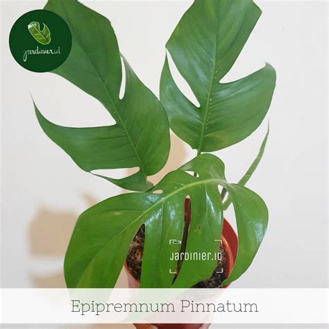 pinaytum|Epipremnum pinnatum .